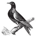 Common Wood Pigeon Columba palumbus or Culver, vintage engraving