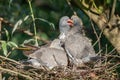 Common Wood Pigeon (Columba palumbus) feeding its chicks in their nest Royalty Free Stock Photo