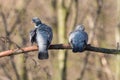 Two wood pigeons cleaning feathers on branch with blurred trees in background Royalty Free Stock Photo