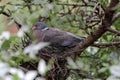 Common wood pigeon Royalty Free Stock Photo