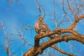 Common Wood Pigeon