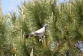 Common wood pigeon Royalty Free Stock Photo
