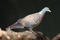 The common wood pigeon Columba palumbus sitting on the branch with dark background