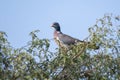 Common wood pigeon Columba palumbus in a tree at Al Qudra Lake in Dubai, United Arab Emirates