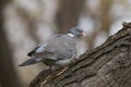 Common Wood PigeonColumba palumbus on tree branch