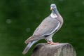 Common Wood Pigeon Columba palumbus on the ground Royalty Free Stock Photo