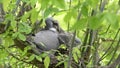 Common wood pigeon feeding two chicks on it