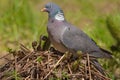 Common wood pigeon with flies resting on him