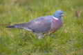 Common Wood Pigeon on a lawn Royalty Free Stock Photo