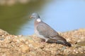 Common wood pigeon Royalty Free Stock Photo