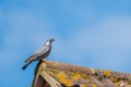 Common wood pigeon perched on a house roof Royalty Free Stock Photo