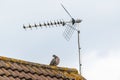 Common wood pigeon perched on a house roof Royalty Free Stock Photo