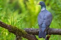 Common wood pigeon sits straight on aged stick back view with head turn