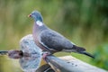 Common Wood Pigeon perching at the waterhole Royalty Free Stock Photo