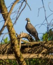 Common Wood Pigeon on Pine Tree Royalty Free Stock Photo