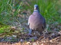 Common wood pigeon stern going with a little stick in beak