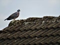 Common wood pigeon on a roof top Royalty Free Stock Photo