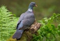 Common wood pigeon sits on the top of aged trunk back view with head turned to camera