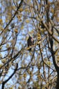 Common wood pigeon sitting on branch Royalty Free Stock Photo