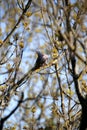 Common wood pigeon sitting on branch Royalty Free Stock Photo