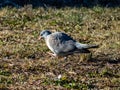 The common wood pigeon or woodpigeon Columba palumbus - grey with the white on its neck and wing and green and white patches on