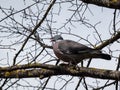 The common wood pigeon or woodpigeon Columba palumbus - grey with the white on its neck and wing and green and white patches on