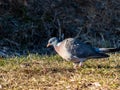 The common wood pigeon or woodpigeon Columba palumbus - grey with the white on its neck and wing and green and white patches on