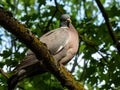 The common wood pigeon or woodpigeon Columba palumbus - grey with the white on its neck and wing and green and white patches on