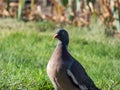 The common wood pigeon or woodpigeon (Columba palumbus) - grey with the white on its neck and wing