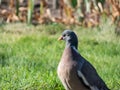 The common wood pigeon or woodpigeon (Columba palumbus) - grey with white on its neck and wing Royalty Free Stock Photo