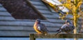 Common wood pigeons sitting together and preening their feathers, common birds in europe Royalty Free Stock Photo