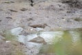 Common Wood sandpiper feasting in a puddle