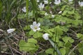 Common Wood Sorrel, Oxalis acetosella Royalty Free Stock Photo