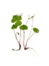 Common wood sorrel Oxalis acetosella on white