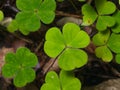 Common Wood Sorrel Oxalis acetosella leaves texture macro, selective focus, shallow DOF Royalty Free Stock Photo