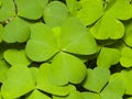 Common Wood Sorrel, Oxalis acetosella, leaves texture macro, selective focus, shallow DOF Royalty Free Stock Photo