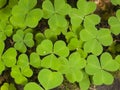 Common Wood Sorrel, Oxalis acetosella, leaves texture macro, selective focus, shallow DOF Royalty Free Stock Photo