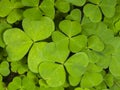 Common Wood Sorrel, Oxalis acetosella, leaves texture macro, selective focus, shallow DOF Royalty Free Stock Photo