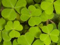 Common Wood Sorrel, Oxalis acetosella, leaves texture macro, selective focus, shallow DOF Royalty Free Stock Photo