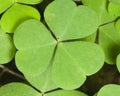 Common Wood Sorrel, Oxalis acetosella, leaves texture macro, selective focus, shallow DOF Royalty Free Stock Photo