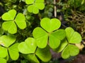 Common Wood Sorrel, Oxalis acetosella, leaves texture macro, selective focus, shallow DOF Royalty Free Stock Photo