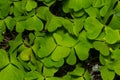 Common Wood Sorrel, Oxalis acetosella, leaves texture macro, selective focus, shallow DOF Royalty Free Stock Photo