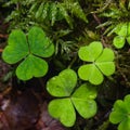 Common Wood Sorrel, Oxalis acetosella, leaves texture macro, selective focus, shallow DOF Royalty Free Stock Photo