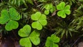 Common Wood Sorrel, Oxalis acetosella, leaves texture macro, selective focus, shallow DOF Royalty Free Stock Photo