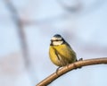 Eurasian blue tit - Cyanistes caeruleus Royalty Free Stock Photo