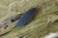 Common woodlouse