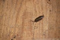 Common woodlouse crawling on old wood wall. Royalty Free Stock Photo