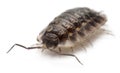 Common woodlouse, Oniscus asellus Royalty Free Stock Photo