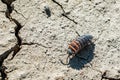 Close up of a common woodlouse Oniscus asellus on ground Royalty Free Stock Photo