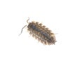 Common woodlouse Royalty Free Stock Photo